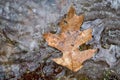 Oak leave on melting ice Royalty Free Stock Photo