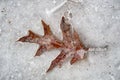Oak leave on melting ice Royalty Free Stock Photo