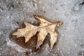 Oak leave on melting ice Royalty Free Stock Photo
