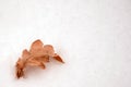 Oak leave in the snow isolated Royalty Free Stock Photo
