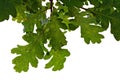 Oak leaves Royalty Free Stock Photo
