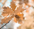 oak leaves acorn close-up bokeh background outdoor garden plant sunlight Royalty Free Stock Photo