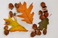 Oak leaves and acorns.