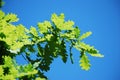 Oak leaves against the background of the blue sky. Summer landscape of the wild nature of flora.