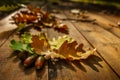 Oak leaves in autumn