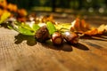 Oak leaves in autumn