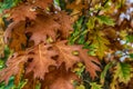 Oak leaves Royalty Free Stock Photo