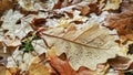 Oak leaves in autumn colors fallen onto the ground after rain Royalty Free Stock Photo