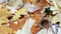 Oak leaves and in autumn colors fallen onto the ground after rain