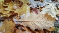Oak leaves in autumn colors fallen onto the ground after rain Royalty Free Stock Photo