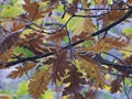 Oak leaves in autumn in the foreground with unfocused blue sky background