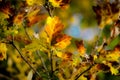 Oak leaves in autumn light Royalty Free Stock Photo
