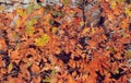 Oak leaves in autumn park. Fall concept Royalty Free Stock Photo