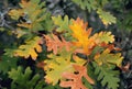 Oak leaves in autumn park. Fall concept Royalty Free Stock Photo