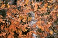 Oak leaves in autumn park. Fall concept Royalty Free Stock Photo