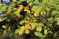 Oak leaves in autumn sunshine in woodland in Britain