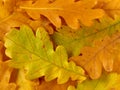 Oak leaves background Royalty Free Stock Photo