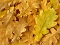 Oak leaves background Royalty Free Stock Photo
