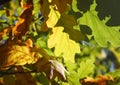 Oak leaves background Royalty Free Stock Photo
