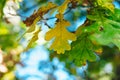 Oak leaves on a background of blue sky on day. Autumn yellow-green leaves on a background of the sky. Young oak leaves on a warm