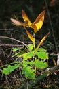 Oak leaves and lily of the valley in autumn forest Royalty Free Stock Photo