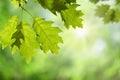 Oak Leaves on Branch against Green Canopy Royalty Free Stock Photo