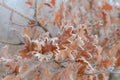 Oak leaves covered with hoarfrost