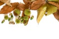 Oak leaves with dry chestnut leaves with curls and acorns isolated on white. Autumn background