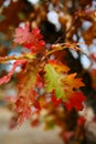 Oak Leaves in Fall Royalty Free Stock Photo