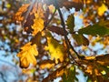 Oak leaves with fall sunlight Royalty Free Stock Photo