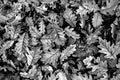 Oak leaves in the form of a black and white background Royalty Free Stock Photo