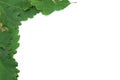 Oak leaves frame Royalty Free Stock Photo