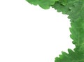 Oak leaves frame Royalty Free Stock Photo