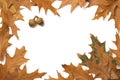 Oak leaves frame Royalty Free Stock Photo