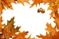 Oak leaves frame Royalty Free Stock Photo
