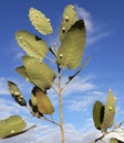 Oak leaves with galls of oak gall wasp