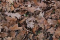 Oak leaves on the ground close up Royalty Free Stock Photo
