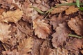 Oak Leaves On The Ground, Toned. Autumn Nature Close Up. Dry Leaves Top View. Forest In Fall. Seasonal Nature. Dead Foliage.