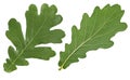 Oak leaves isolated on white background, top view. Front and back side Royalty Free Stock Photo