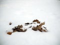 Oak leaves laying in snow, winter detail from forest Royalty Free Stock Photo