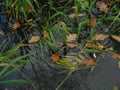 Oak leaves are lying in the pond Royalty Free Stock Photo