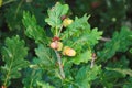 Oak leaves and ripening acorns.