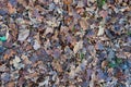 Oak leaves. Scandinavian autumn. Fall background