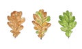 Oak leaves set. Green and brown autumn fallen leaves isolated on white background. Watercolor hand drawn botanical Royalty Free Stock Photo