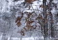 Oak leaves in snow in winter forest Royalty Free Stock Photo