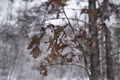 Oak leaves in snow in winter forest Royalty Free Stock Photo