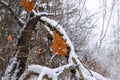 Oak leaves in snow in winter forest Royalty Free Stock Photo