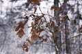 Oak leaves in snow in winter forest Royalty Free Stock Photo