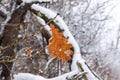 Oak leaves in snow in winter forest Royalty Free Stock Photo