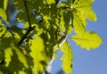 Oak leaves in the sun Royalty Free Stock Photo